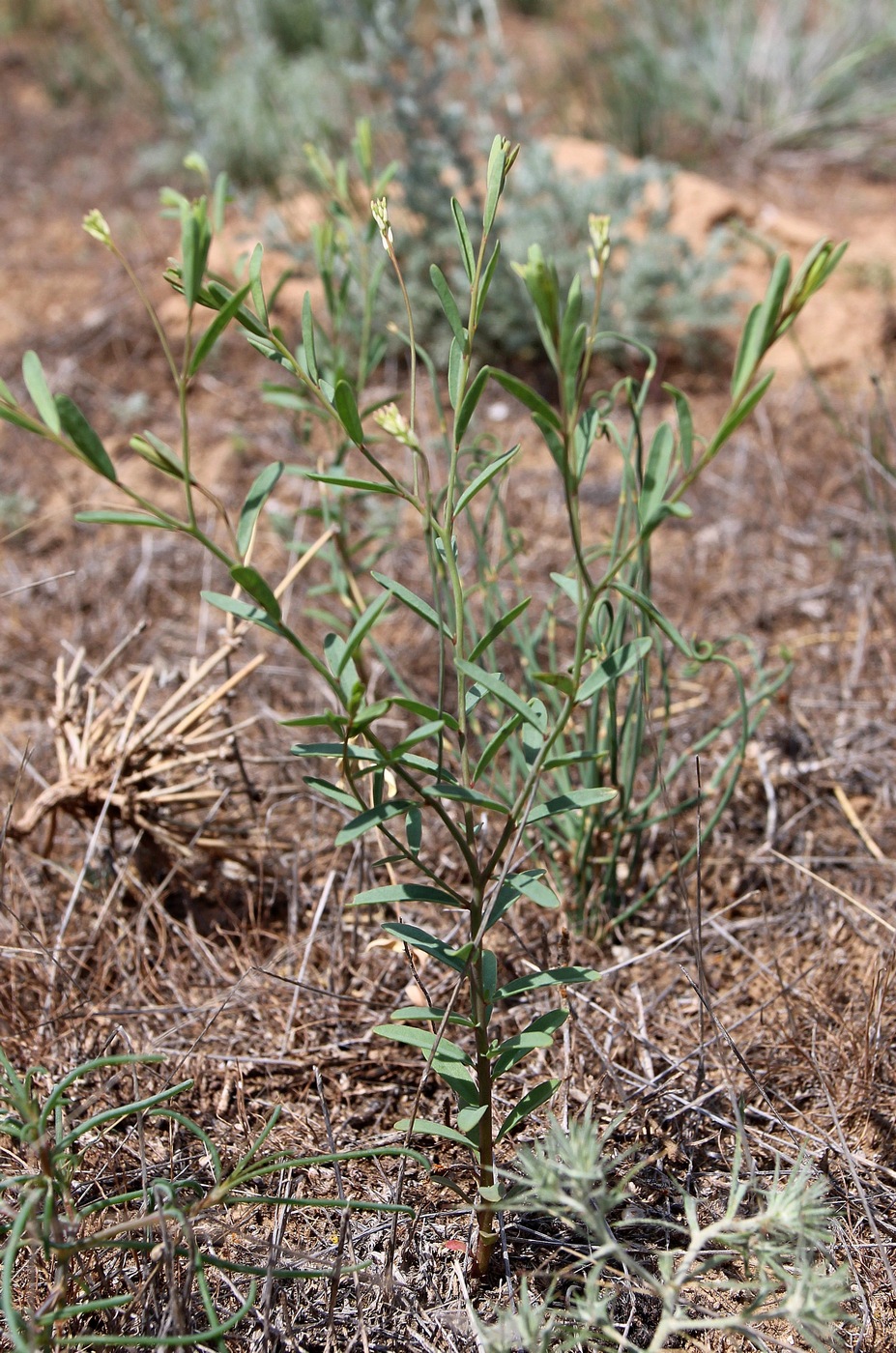 Изображение особи Diarthron vesiculosum.