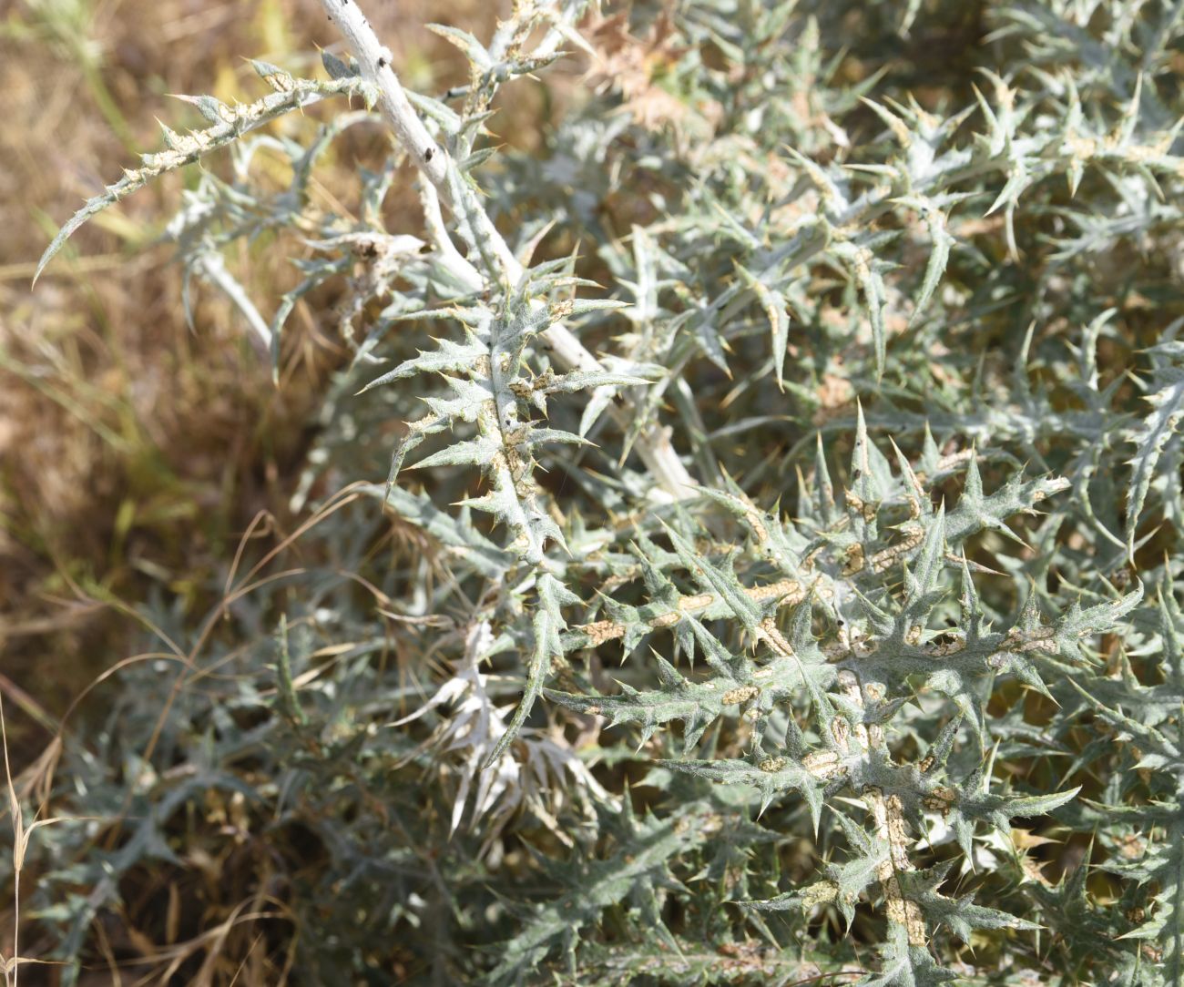Image of genus Echinops specimen.