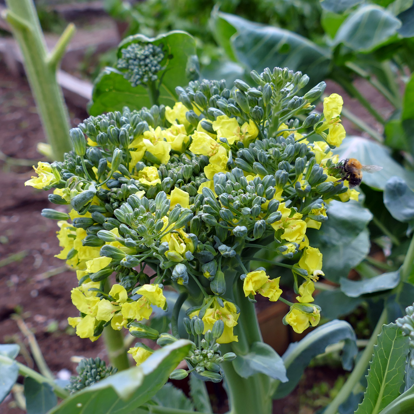 Image of Brassica oleracea var. capitata specimen.
