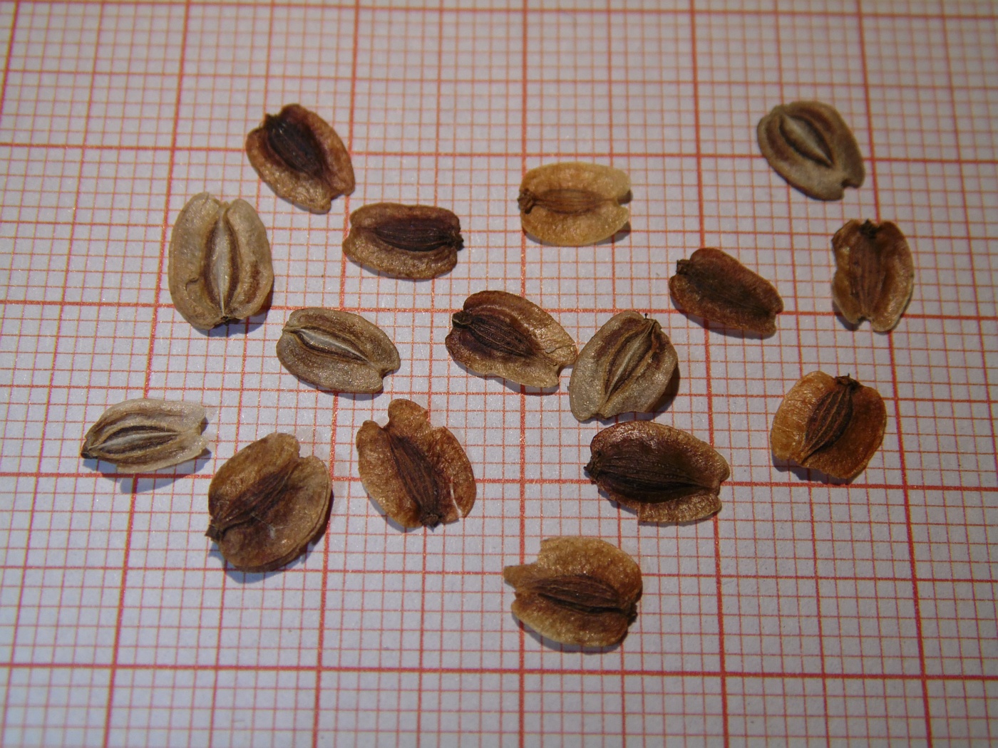 Изображение особи Tommasinia altissima.