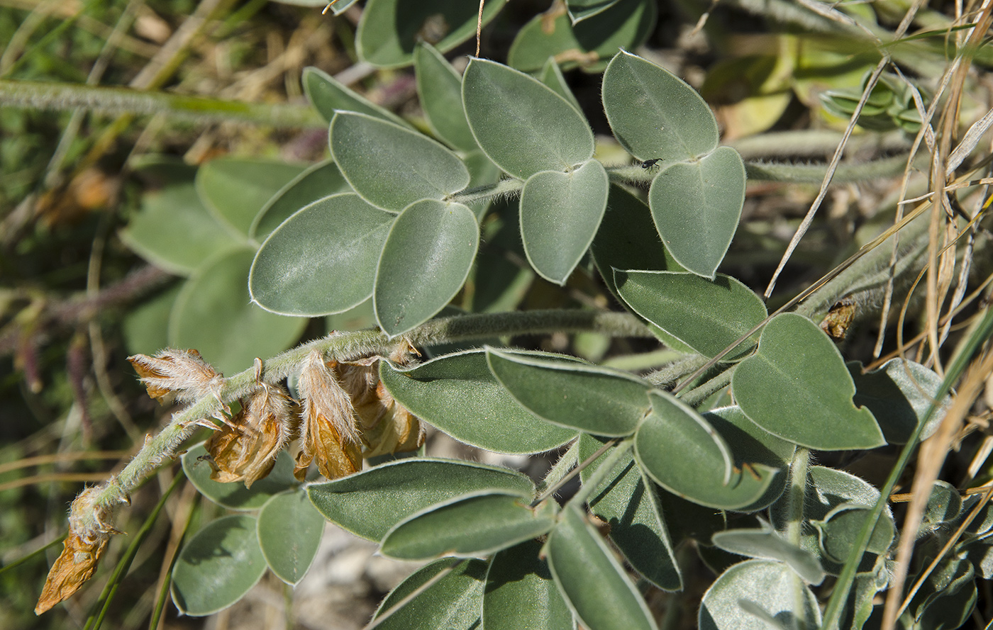 Изображение особи Hedysarum grandiflorum.