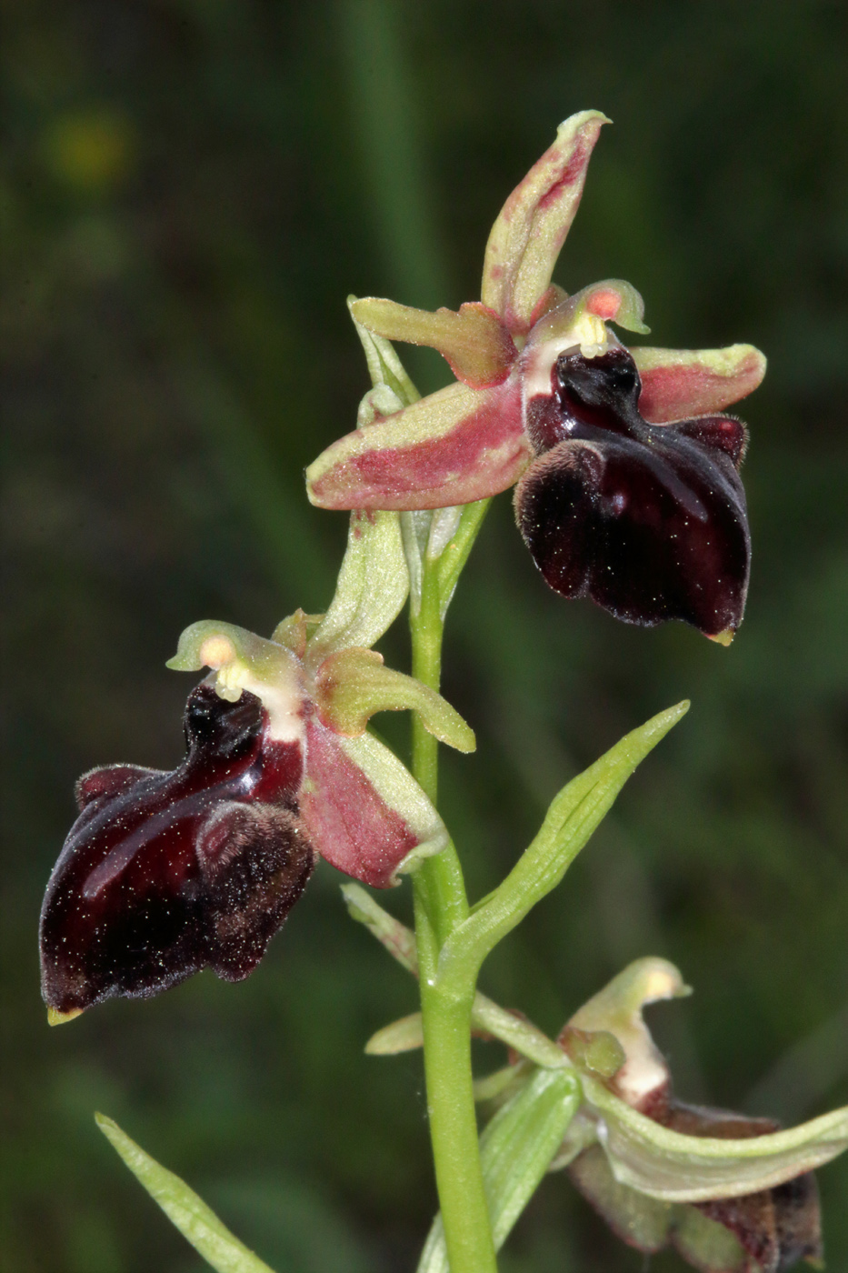 Изображение особи Ophrys mammosa.