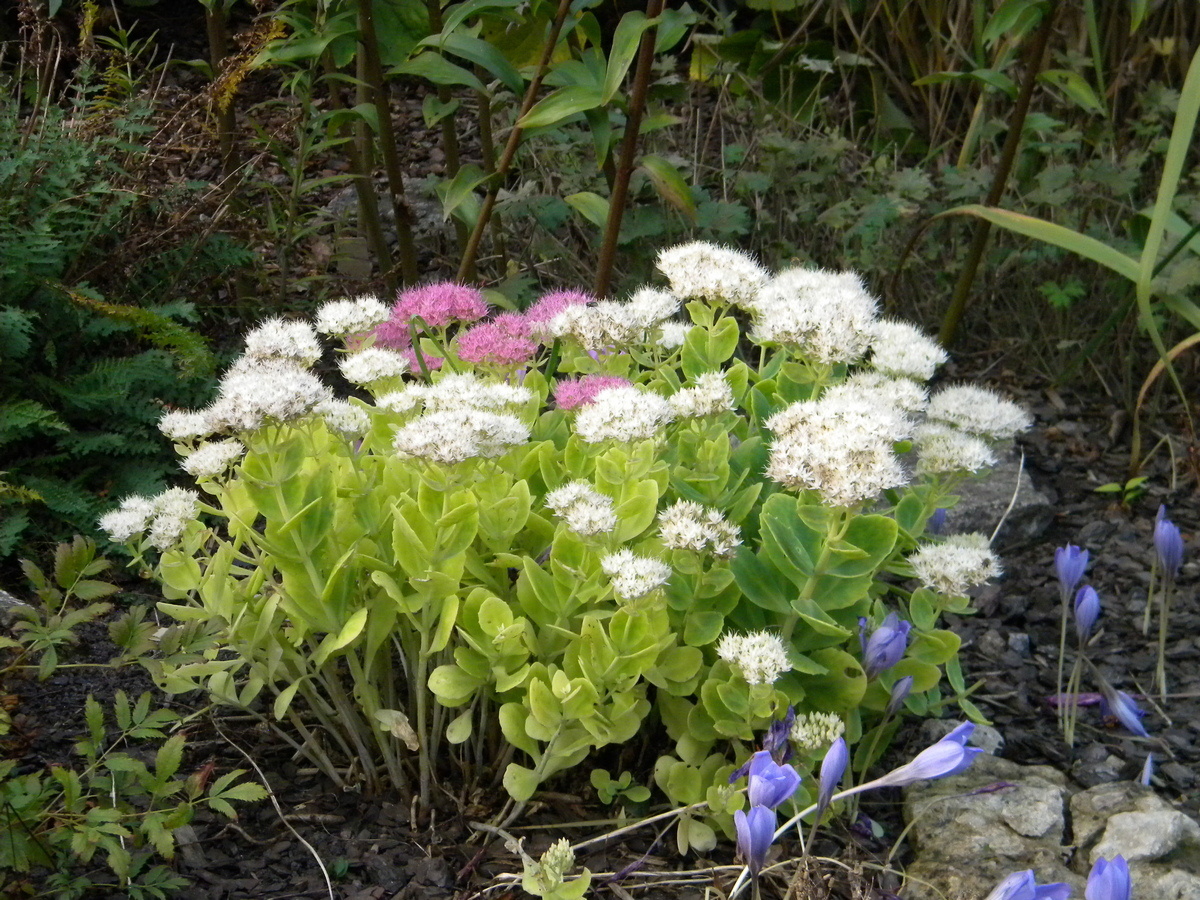 Изображение особи Hylotelephium spectabile.