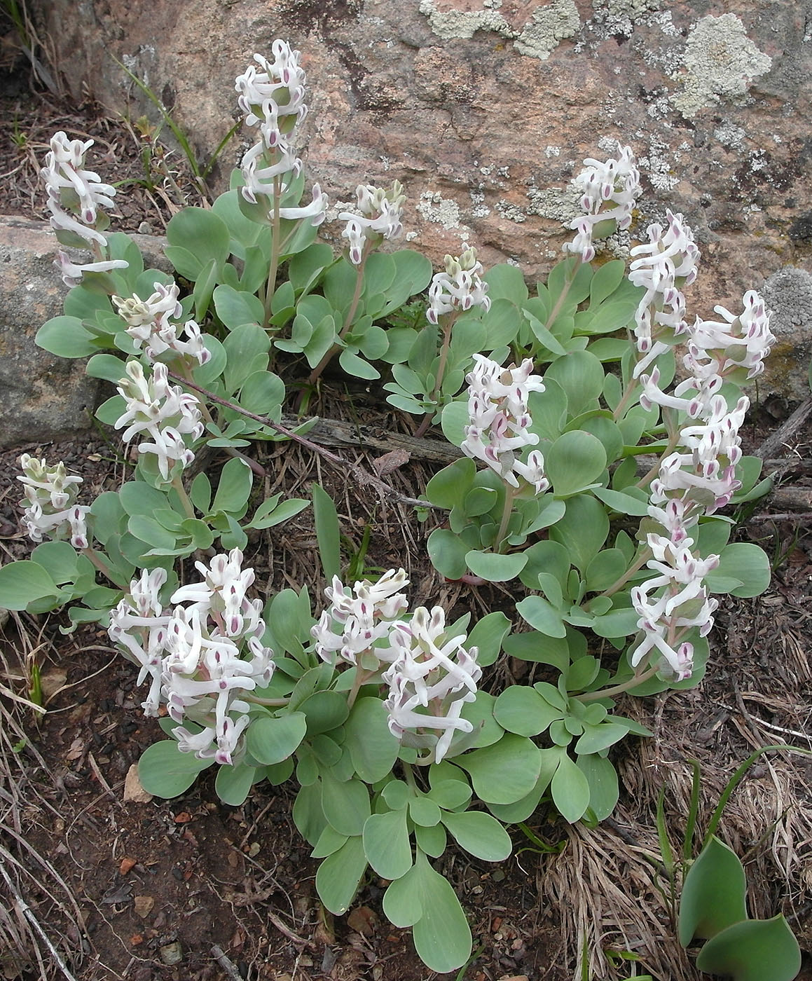 Изображение особи Corydalis ledebouriana.