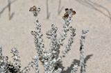 Otanthus maritimus. Верхушки побегов с отцветающими соцветиями. Португалия, округ Сетубал, п-ов Троя, песчаный пляж. 16.08.2025.