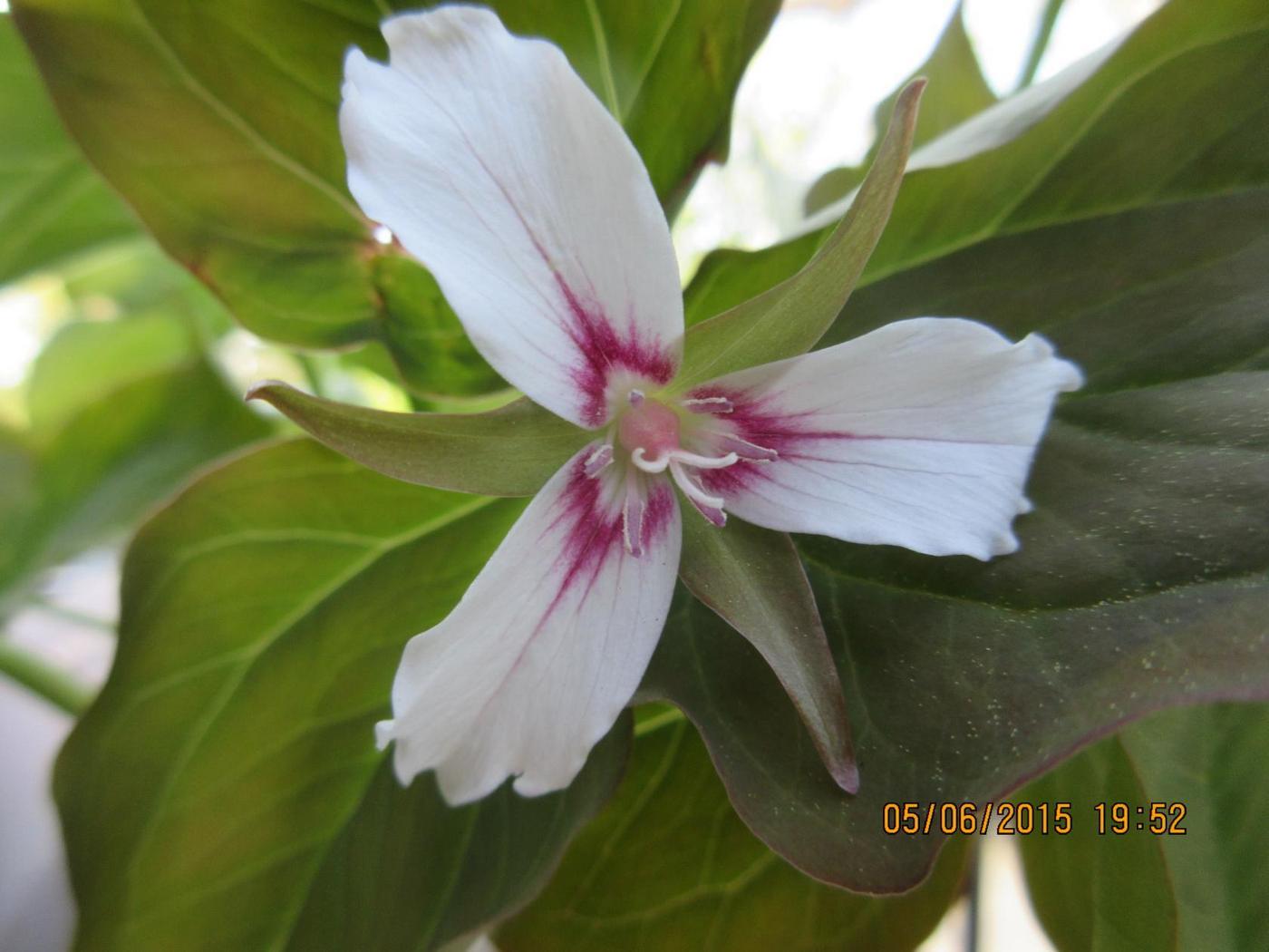 Image of genus Trillium specimen.