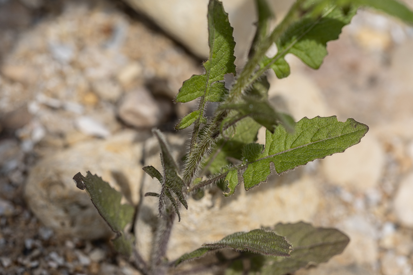 Image of Sisymbrium loeselii specimen.