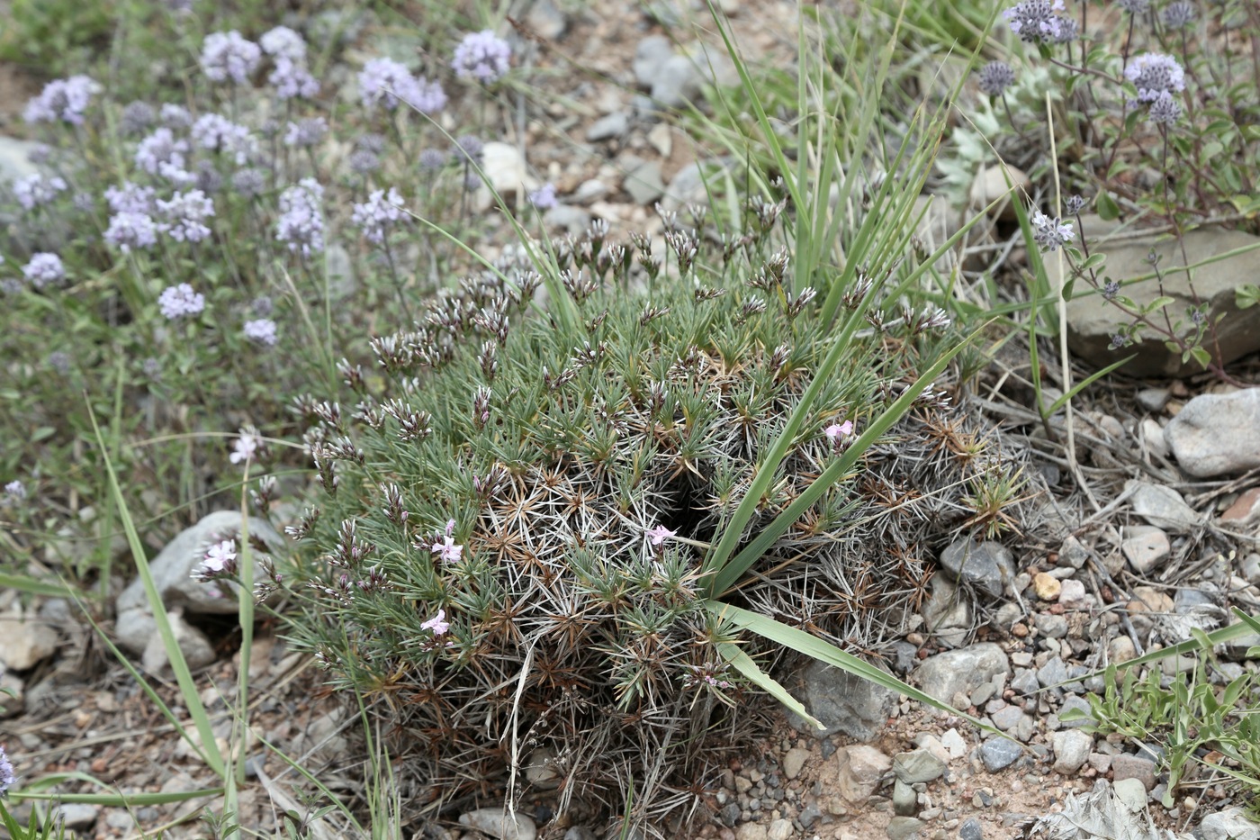 Изображение особи Acantholimon alatavicum.