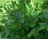 genus Rumex