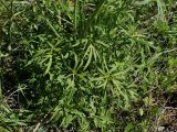Ranunculus acris