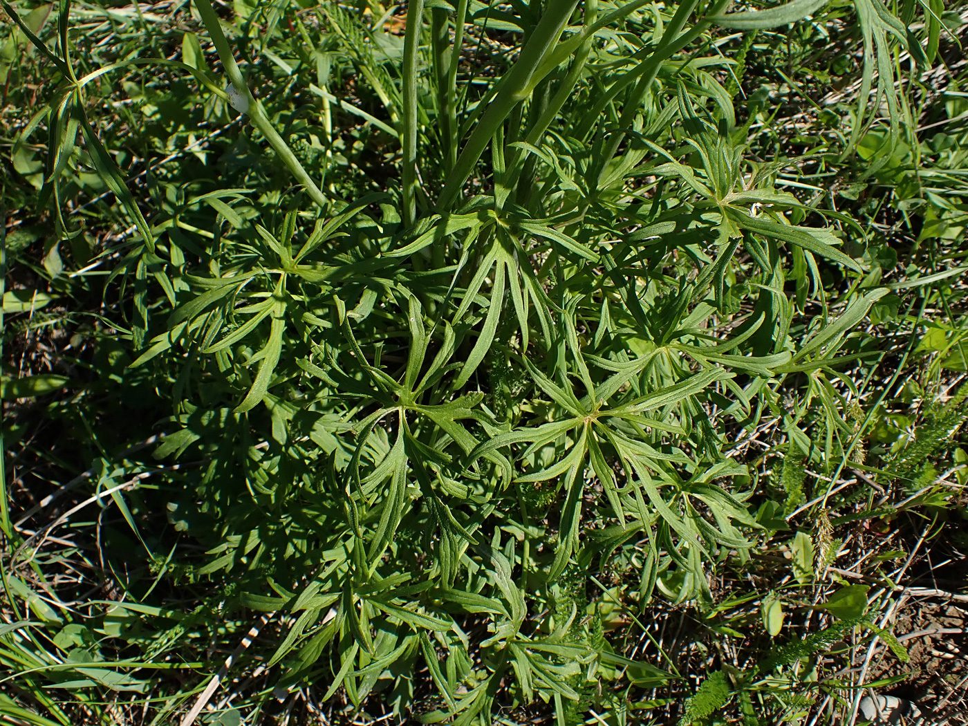 Изображение особи Ranunculus acris.
