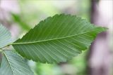 View full-size image Ulmus laevis