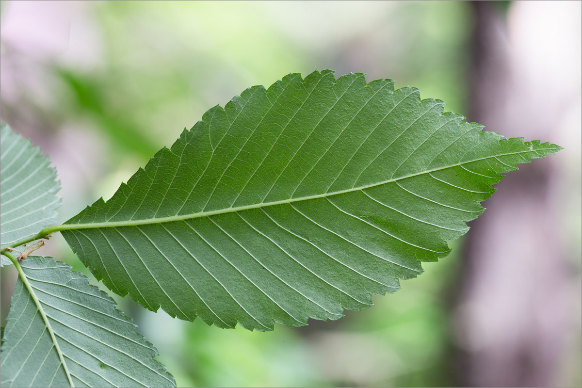 Image of Ulmus laevis specimen.
