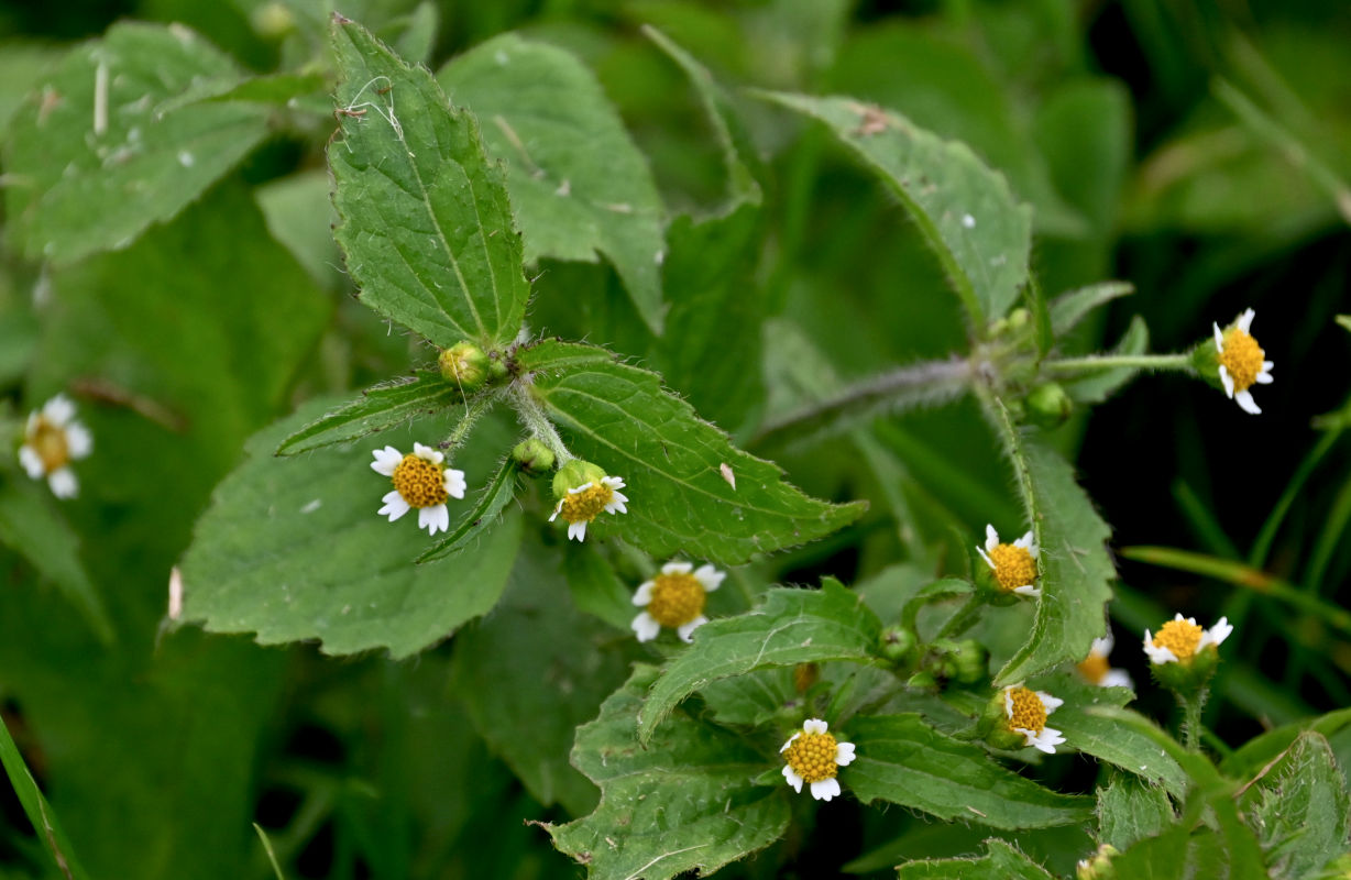 Image of Galinsoga quadriradiata specimen.