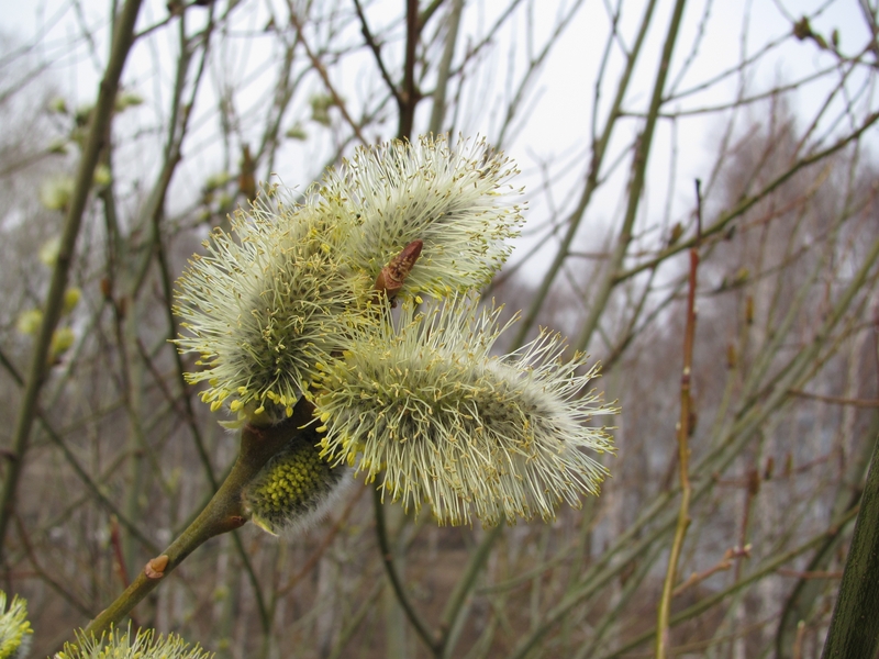 Image of Salix caprea specimen.