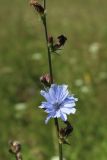 Cichorium intybus. Часть побега с цветущим, развивающимися и отцветшими соцветиями. Беларусь, Витебская обл., окр. дер. Местечко, разнотравно-злаковый суходольный луг. 17.07.2026.