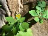 Chelidonium majus