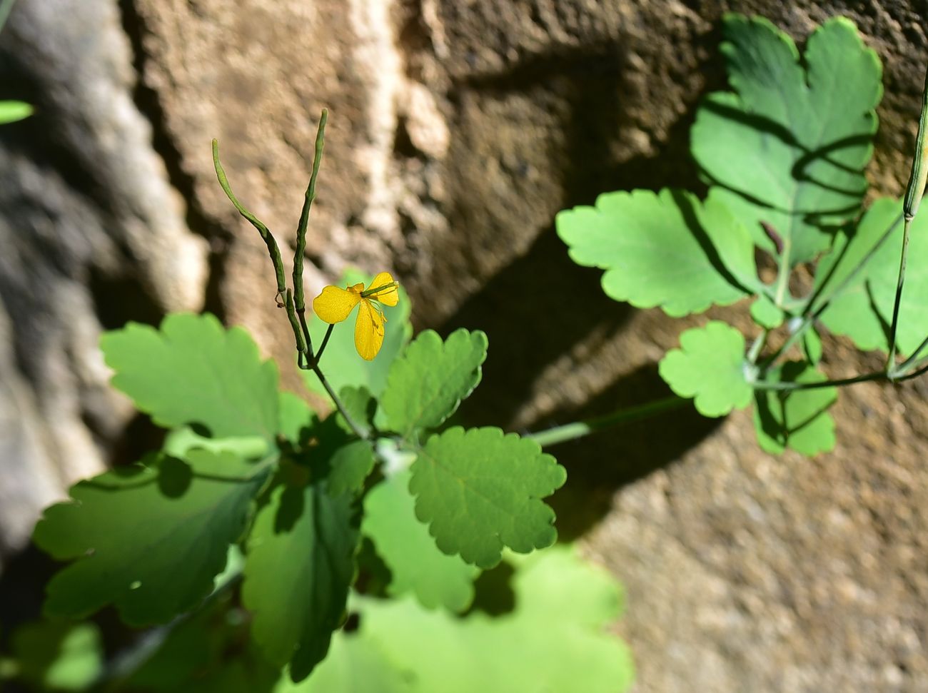 Image of Chelidonium majus specimen.