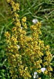 Verbascum nigrum. Часть соцветия. Калининградская обл., Правдинский р-н, г. Правдинск, луг. 02.07.2025.