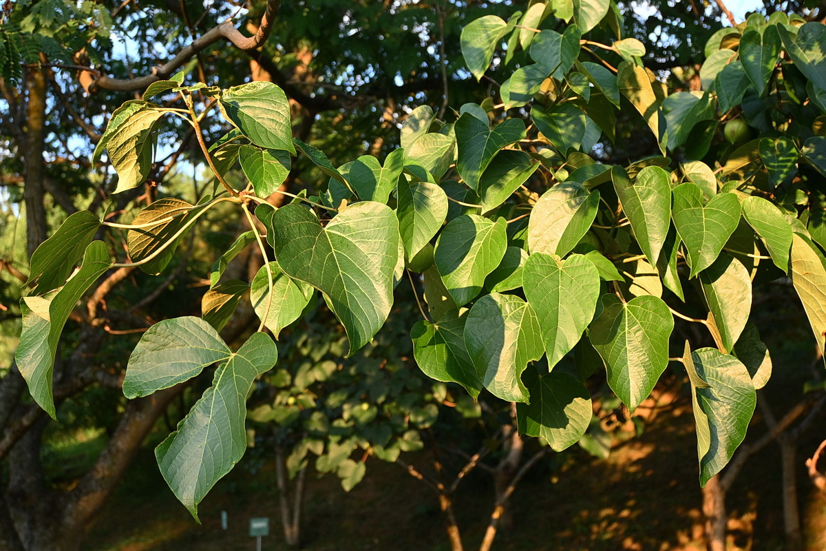 Image of Vernicia fordii specimen.