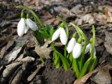 Galanthus woronowii. Цветущие растения. Украина, Киев, Национальный ботанический сад, ботанико-географический участок кавказской флоры. 30.03.2011.