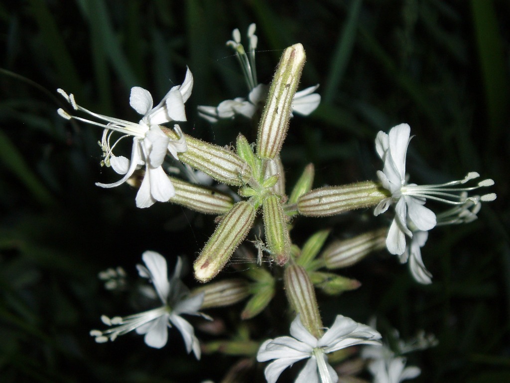 Изображение особи Silene viscosa.