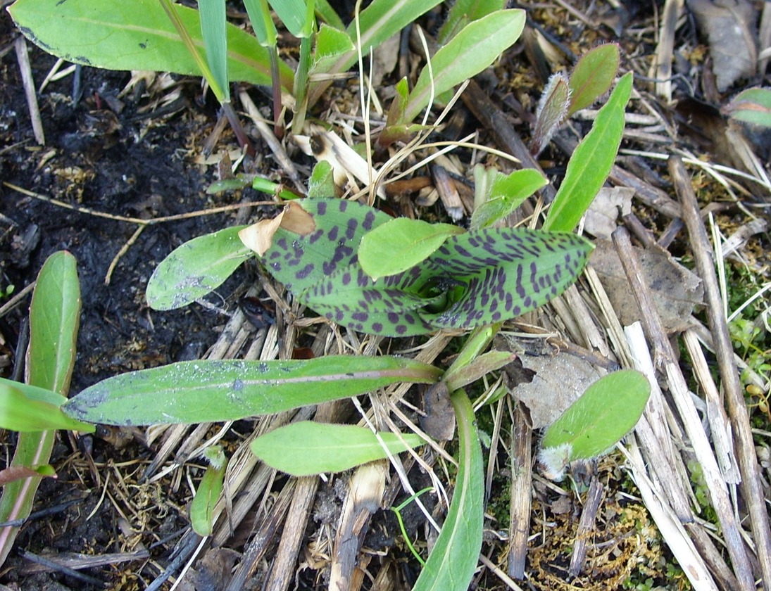 Изображение особи род Dactylorhiza.