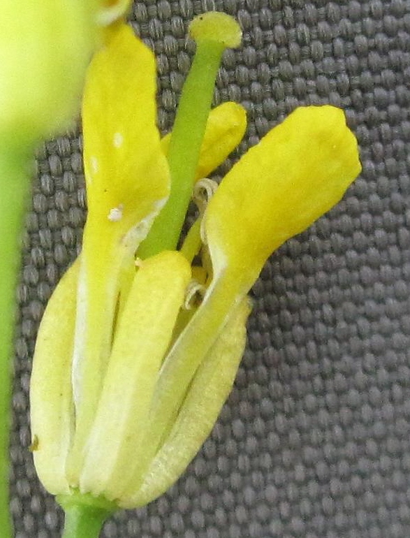 Image of Sisymbrium polymorphum specimen.