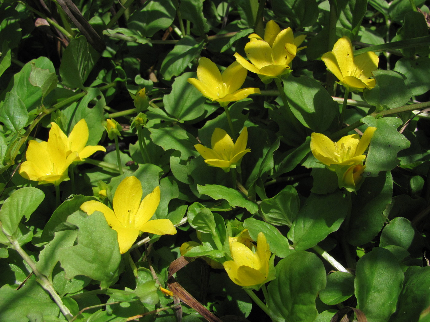 Изображение особи Lysimachia nummularia.