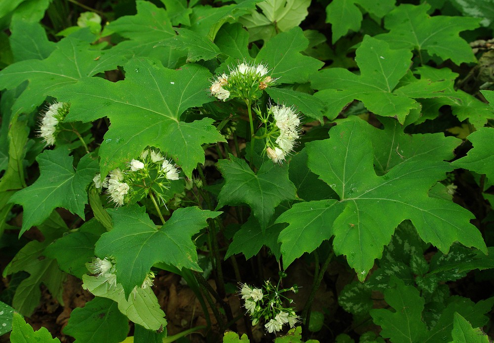 Изображение особи Hydrophyllum canadense.