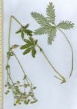 Potentilla fedtschenkoana
