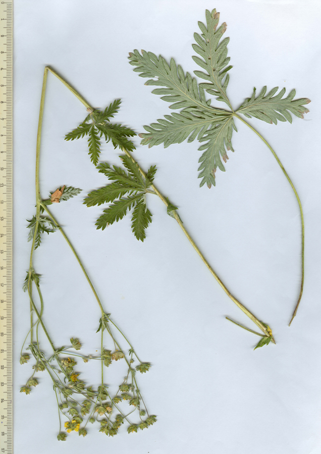 Image of Potentilla fedtschenkoana specimen.