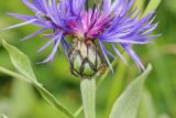 Centaurea nigrofimbria
