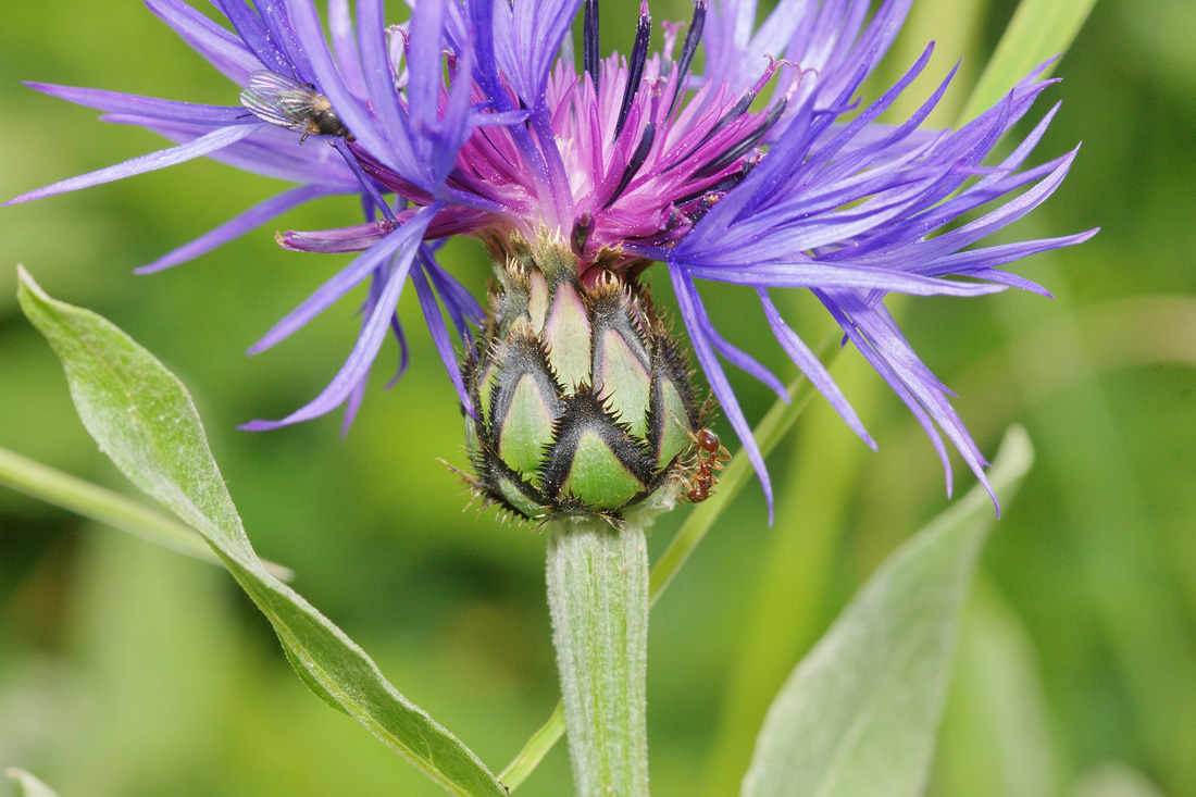 Image of Centaurea nigrofimbria specimen.