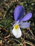Viola maritima. Цветок. Нидерланды, провинция Friesland, остров Schiermonnikoog, в приморских дюнах. 22 апреля 2007 г.