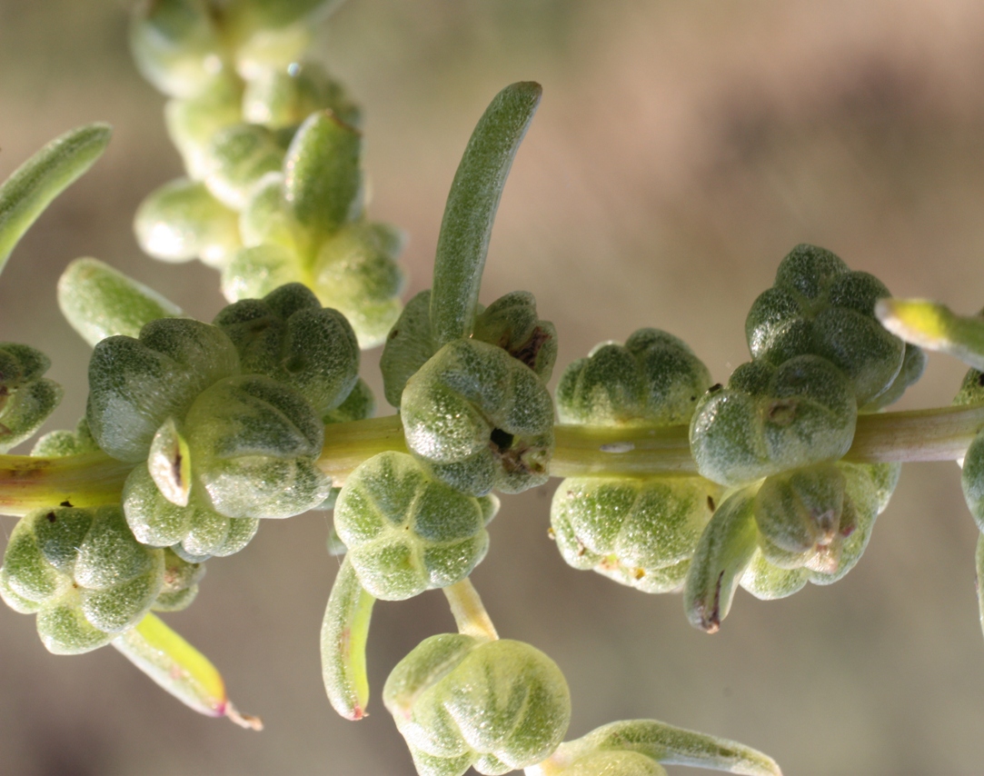 Изображение особи Suaeda acuminata.