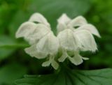 Lamium album. Соцветие. Московская обл., Раменский р-н, окр. дер. Хрипань, лесная дорога. 22.06.2003.