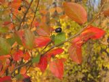 Cotoneaster lucidus. Часть ветви с плодами. Татарстан, г. Бавлы, лес. 09.10.2011.