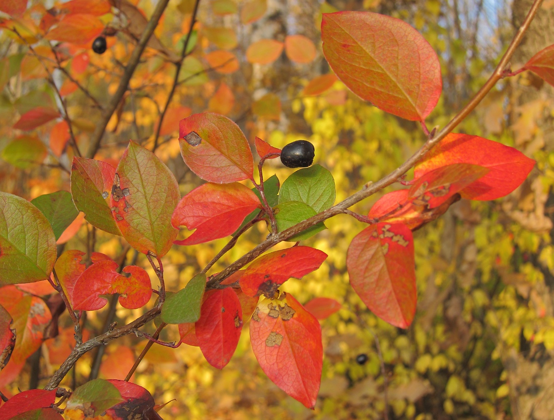 Image of Cotoneaster lucidus specimen.