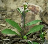 Goldbachia torulosa. Цветущее растение. Казахстан, Актюбинская обл., Челкарский (Шалкарский) р-н, гора Космурын. 25.04.2011.