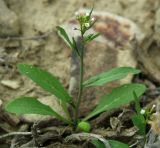 Goldbachia torulosa. Цветущее растение. Казахстан, Актюбинская обл., Челкарский (Шалкарский) р-н, гора Космурын. 25.04.2011.