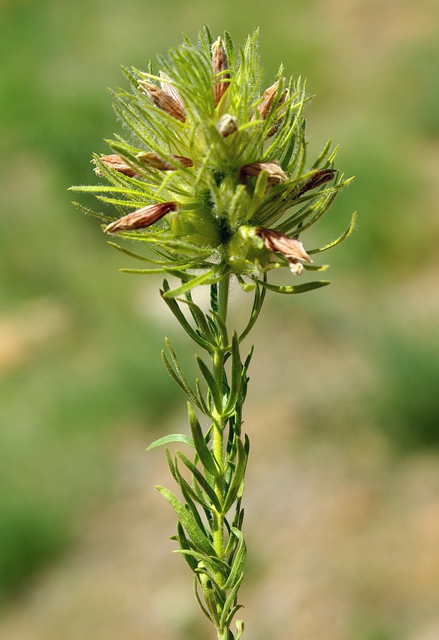 Image of Bungea vesiculifera specimen.