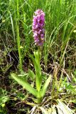 Dactylorhiza incarnata. Цветущее растение. Крым, Долгоруковская яйла, ручей Суботхан. 19 июня 2008 г.