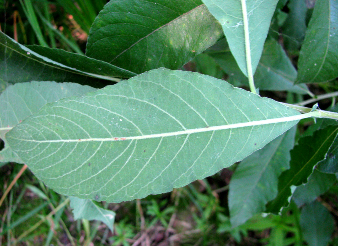 Image of Salix &times; multinervis specimen.