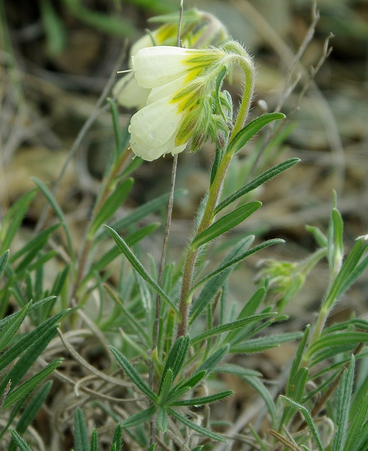 Image of Onosma simplicissima specimen.