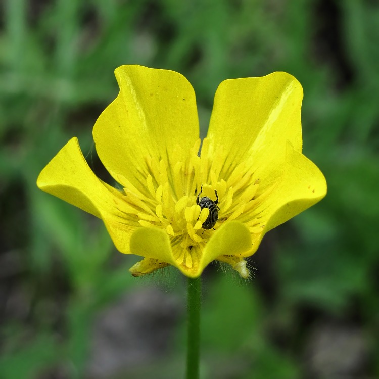 Image of Ranunculus polyanthemos specimen.
