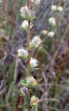 Salix rosmarinifolia