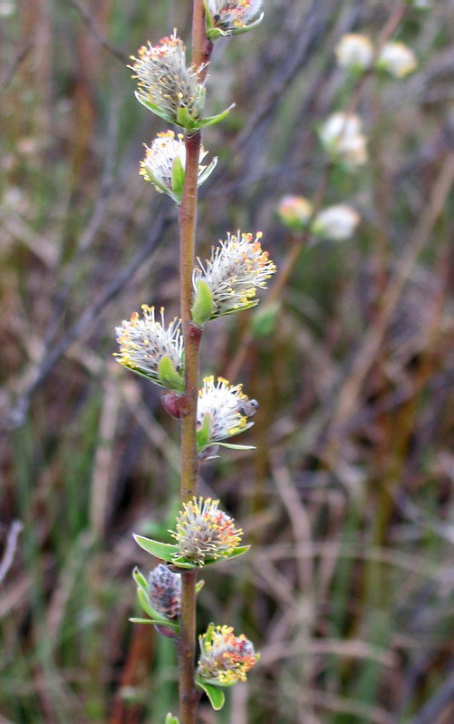 Image of Salix rosmarinifolia specimen.