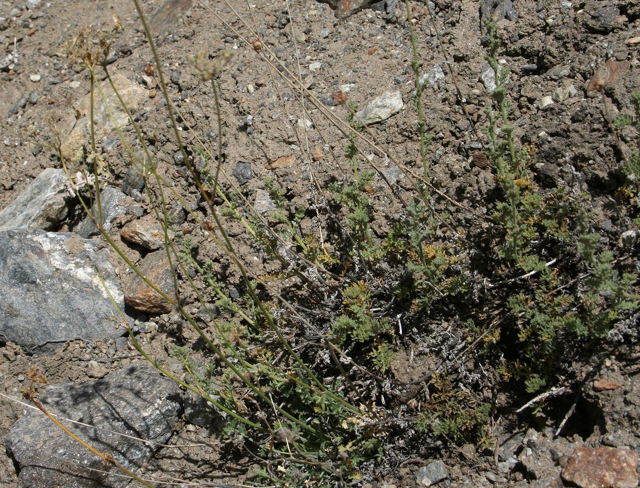 Image of Semenovia furcata specimen.