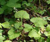 Adenocaulon adhaerescens